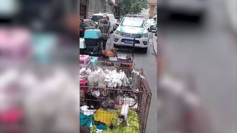 Dükkanda 85 kediyi alıkoydu rekor ceza yedi 4